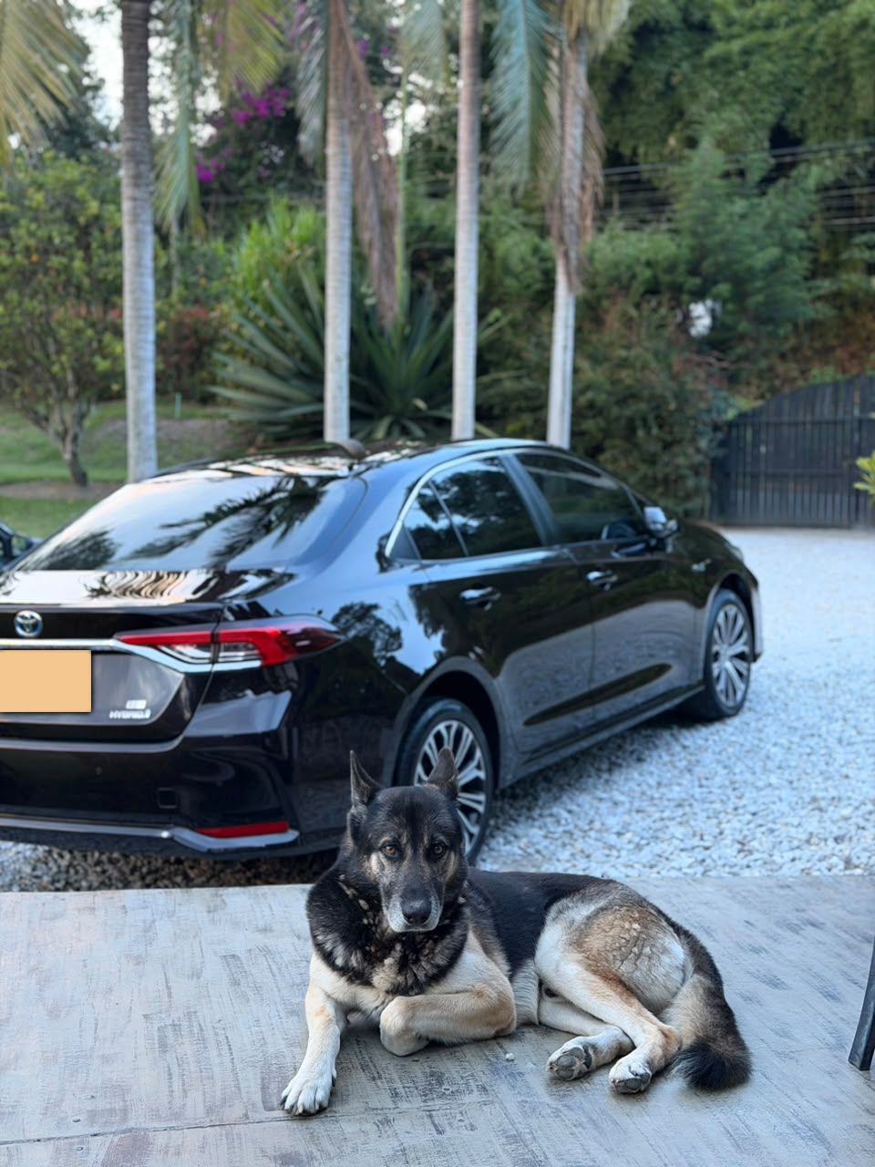 Toyota Corolla negro recién lavado, con el perro de la casa echado al frente